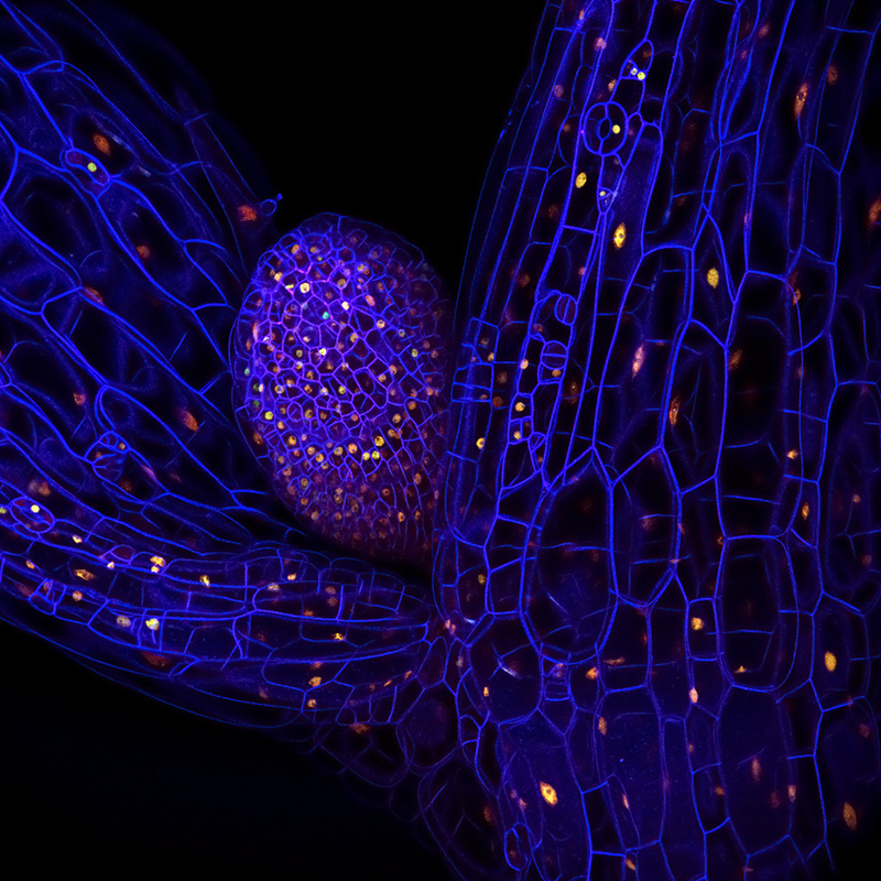 Illustration for article titled 10 Extreme--And Extremely Pretty--Close Ups of Bacteria and Plants